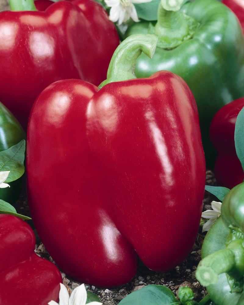 Bulk: Big Red Pepper Seeds — Seeds 'n Such Bulk: Big Red Pepper Seeds — Seeds 'n Such