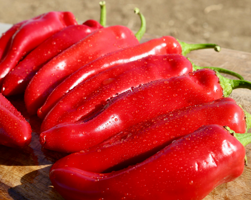 Biggie Chile Hybrid Hot Pepper Seeds