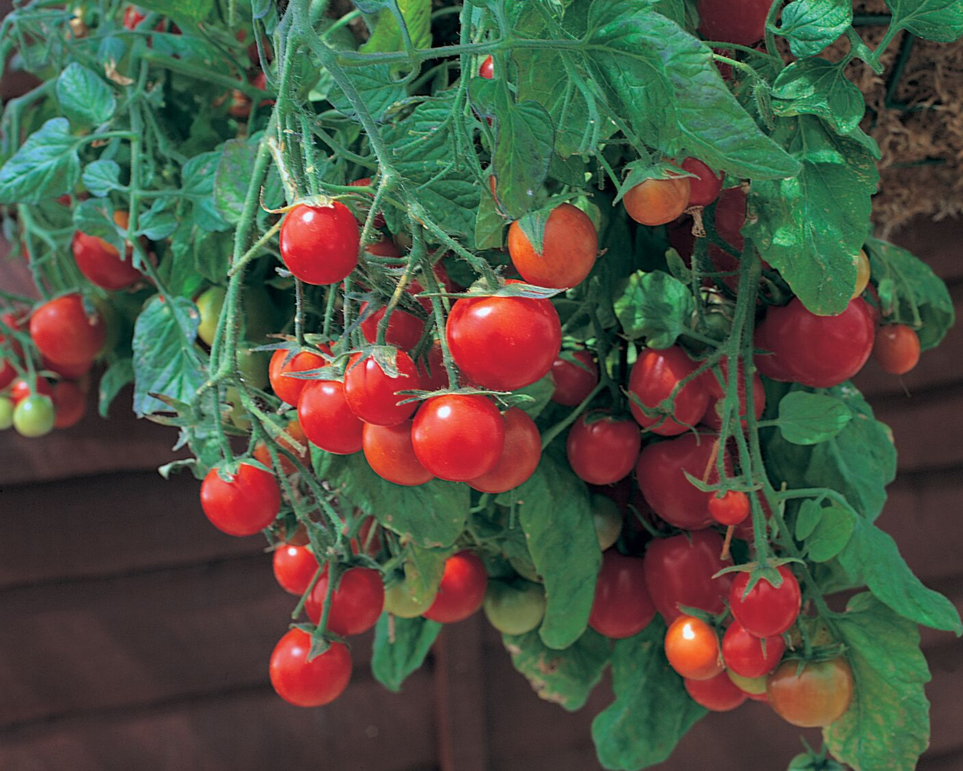 Seeds 'n Such Tumbling Tom Tomato - Thumbnail 2