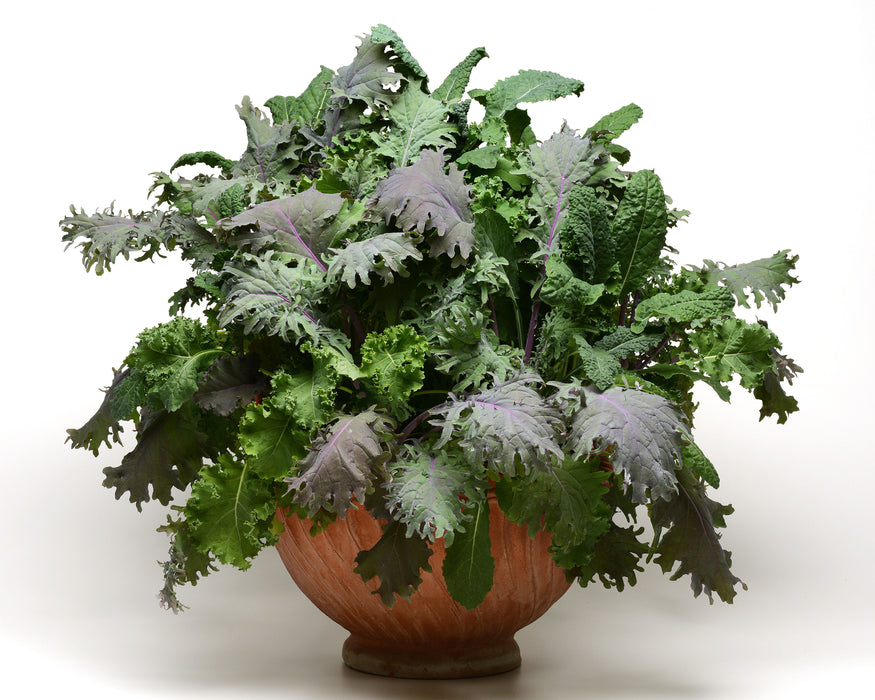 Bulk: SimplySalad® Kale Storm Mix Seeds