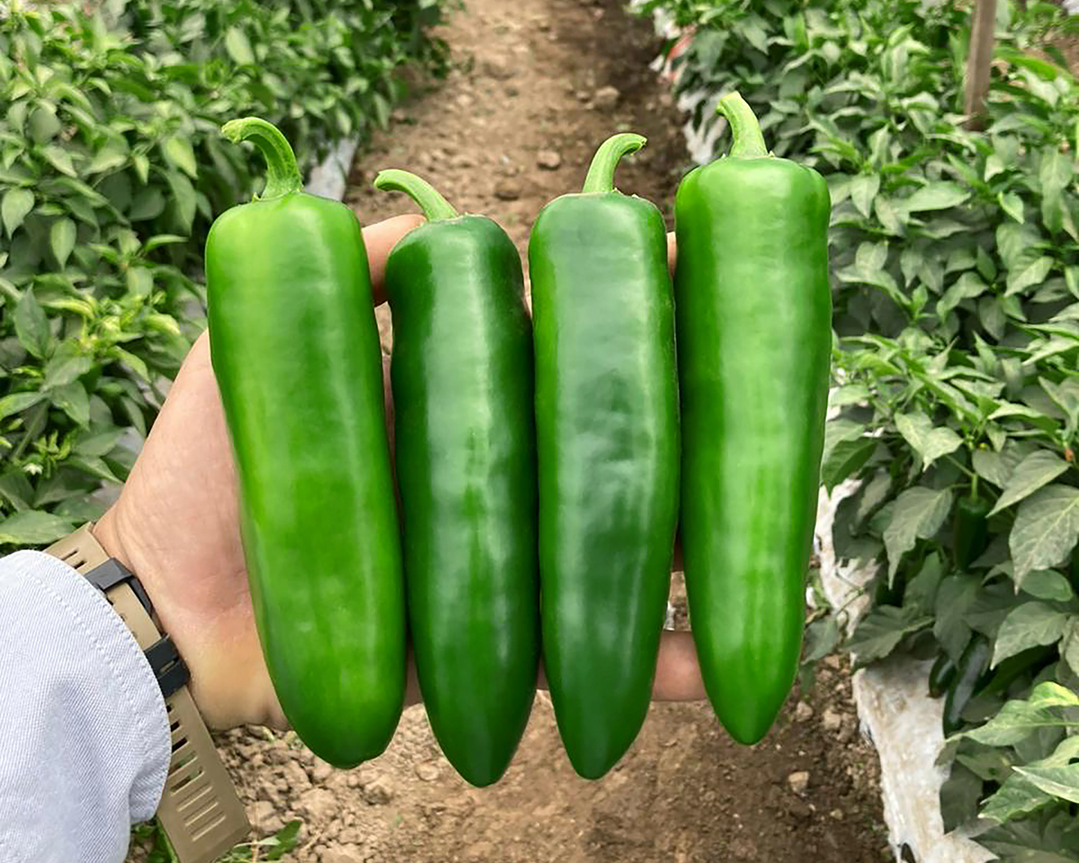 Unicron Hybrid Pepper Seeds