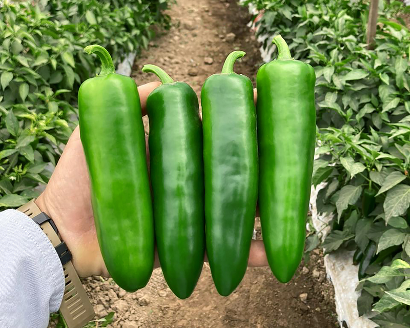 Bulk: Unicron Hybrid Pepper Seeds