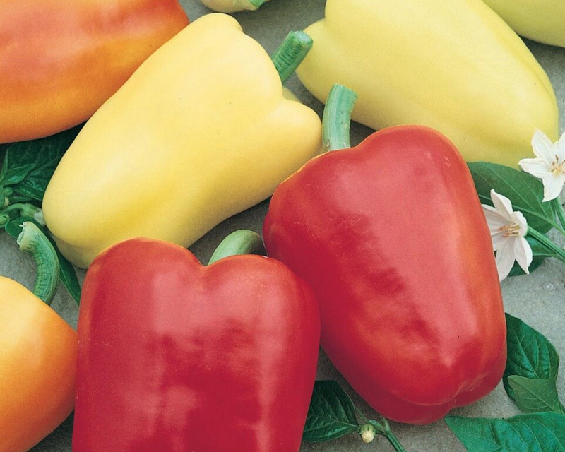 Chablis Hybrid Sweet Pepper Seeds