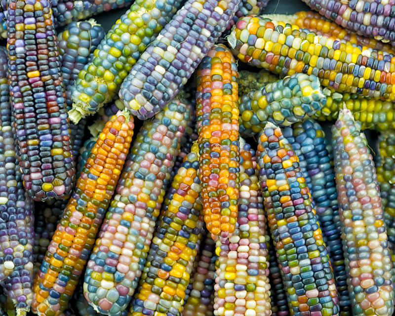 Bulk: Glass Gem Corn Seeds