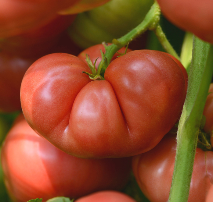 Bulk: Big Brandy Hybrid Tomato Seeds