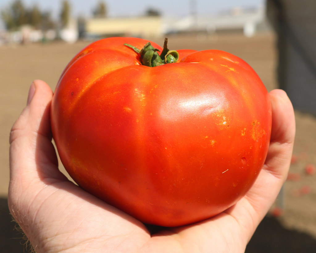 とまとページ Florida 91 Hybrid Tomato Seeds — Seeds 'n Such