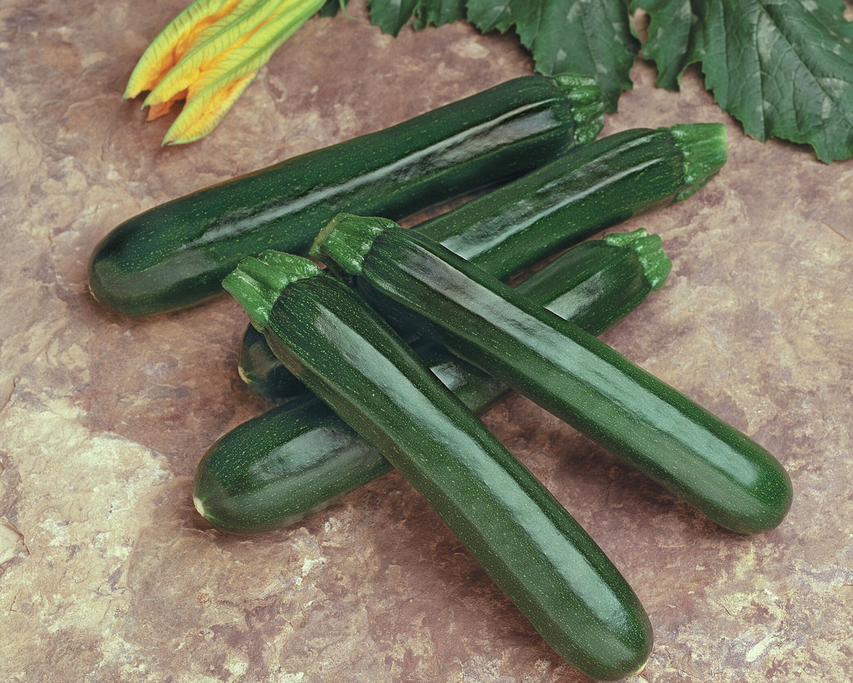 Noche Hybrid Zucchini Seeds