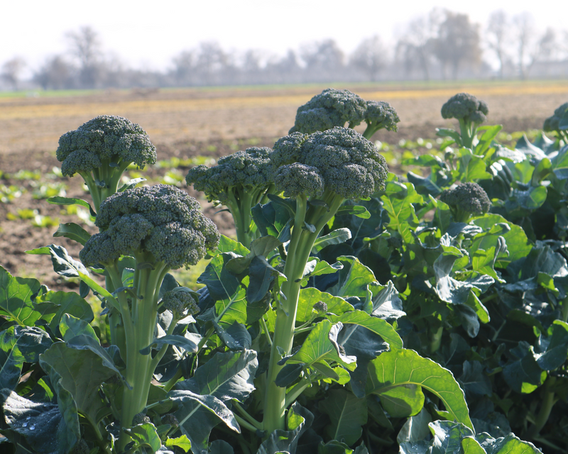 broccoli planting seeds Artwork Baby Hybrid Broccoli Seeds — Seeds 'n Such
