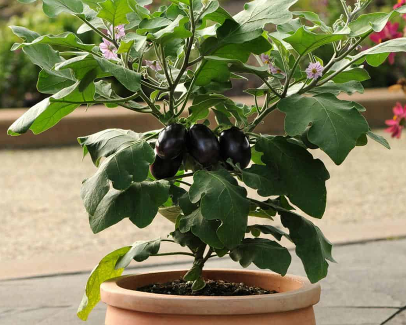 Patio Baby Hybrid Eggplant Seeds