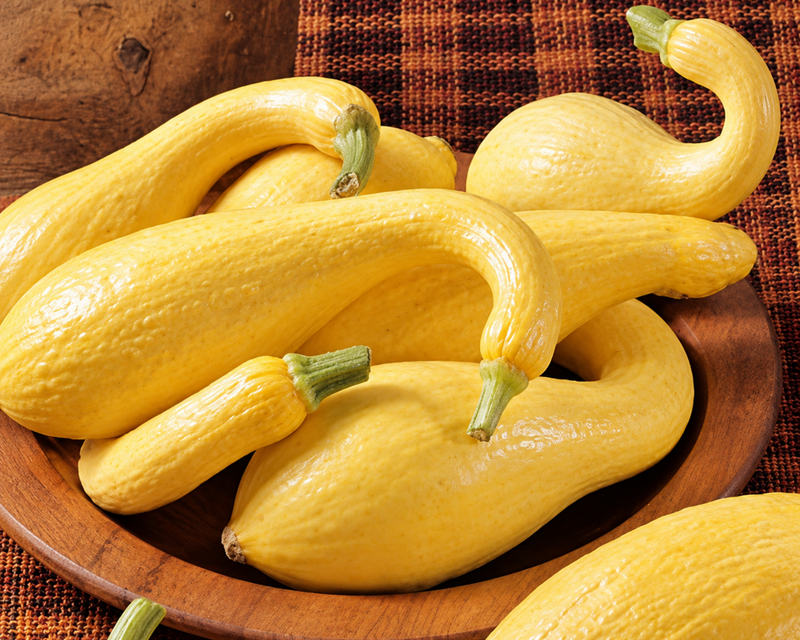 Early Golden Summer Crookneck Squash Seeds