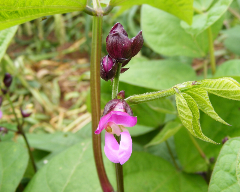 Royal Burgundy Bush Bean Seeds
