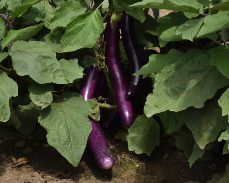 Violet Delight Hybrid Eggplant Seeds
