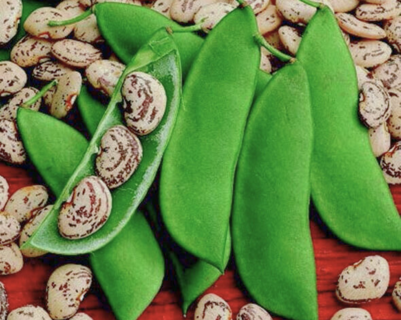 Jackson Wonder Bush Lima Bean Seeds