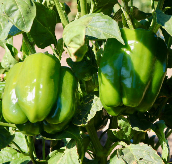 Bulk: Baron Hybrid Pepper Seeds