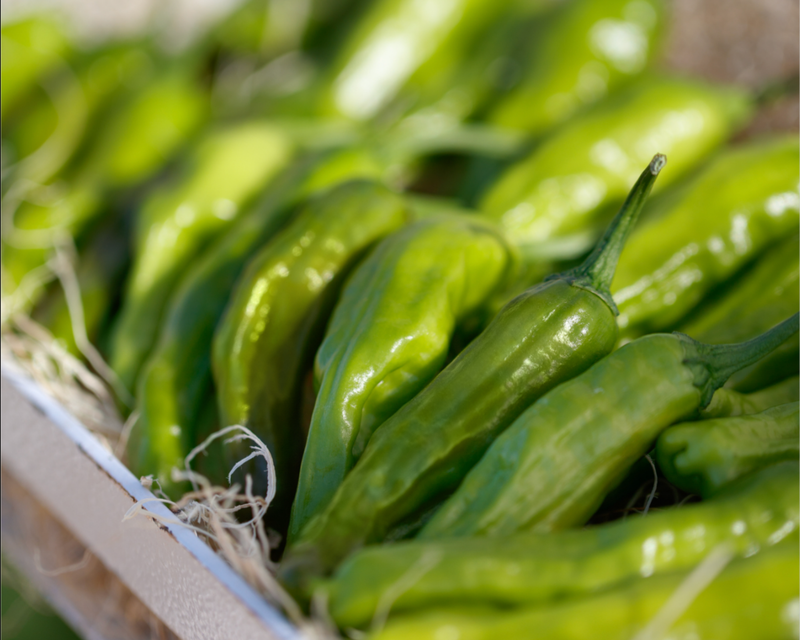 Takara Shishito Hybrid Pepper Seeds