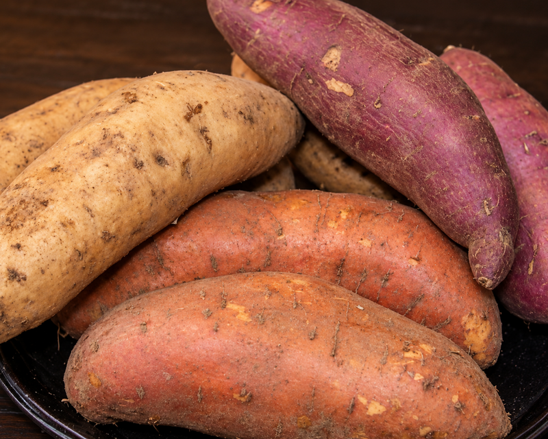 Northern Gardener Collection Sweet Potato Plants