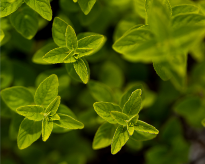 German Winter Thyme Seeds