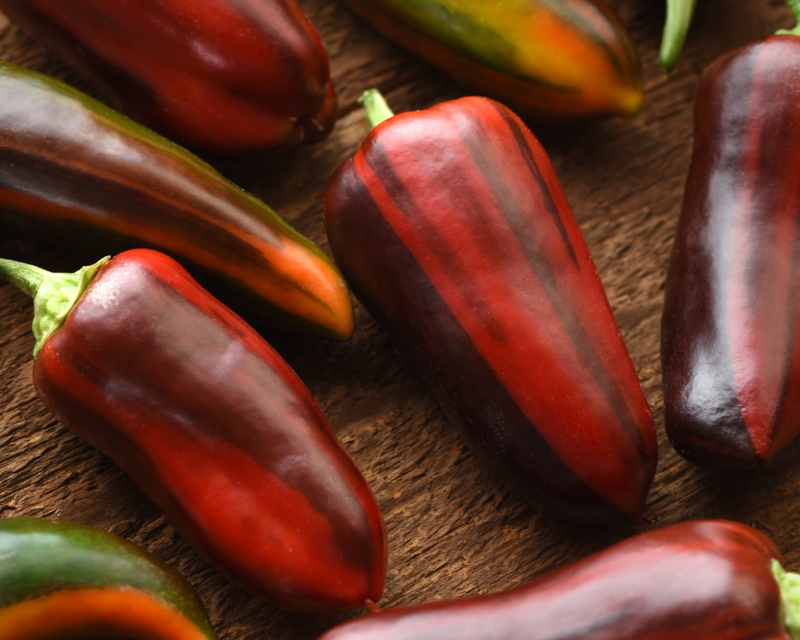 Bulk: Mocha Swirl Hybrid Pepper Seeds
