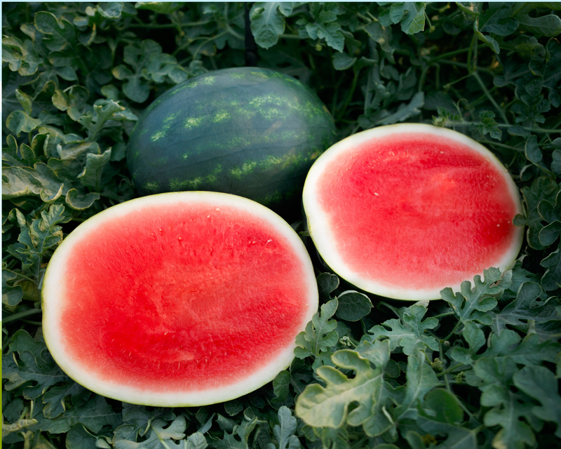 El Capitan Seedless Hybrid Watermelon Seeds