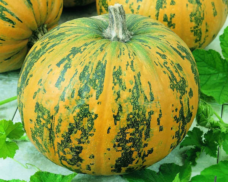 Bulk: Pepitas Hybrid Pumpkin Seeds