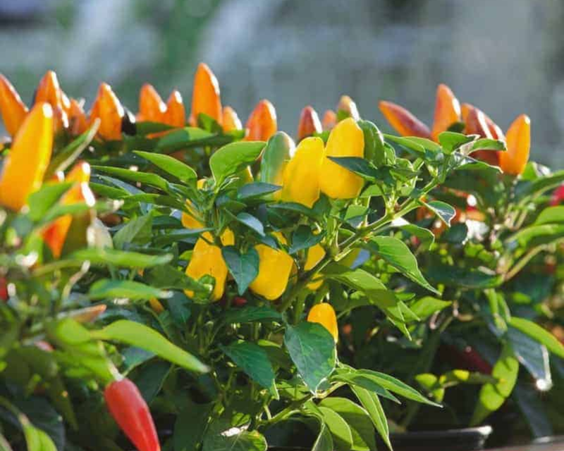 Bulk: Pretty 'n Sweet Hybrid Pepper Seeds