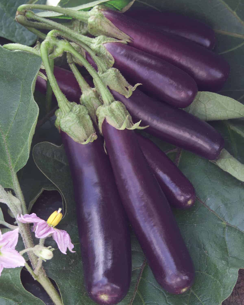 Hansel Hybrid Eggplant Seeds