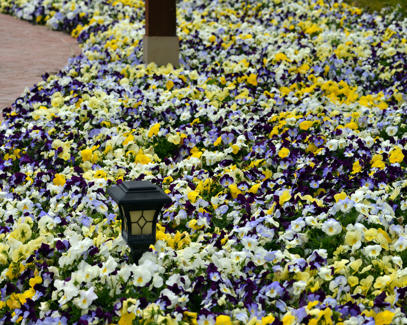 pansy seeds planting Cool Wave Trailing Hybrid Mix Pansy Seeds — Seeds 'n Such