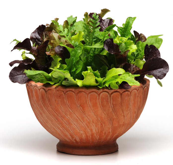 Bulk: Alfresco Mesclun Blend Lettuce Seeds