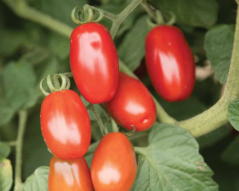 Bulk: Valentine Hybrid Tomato Seeds