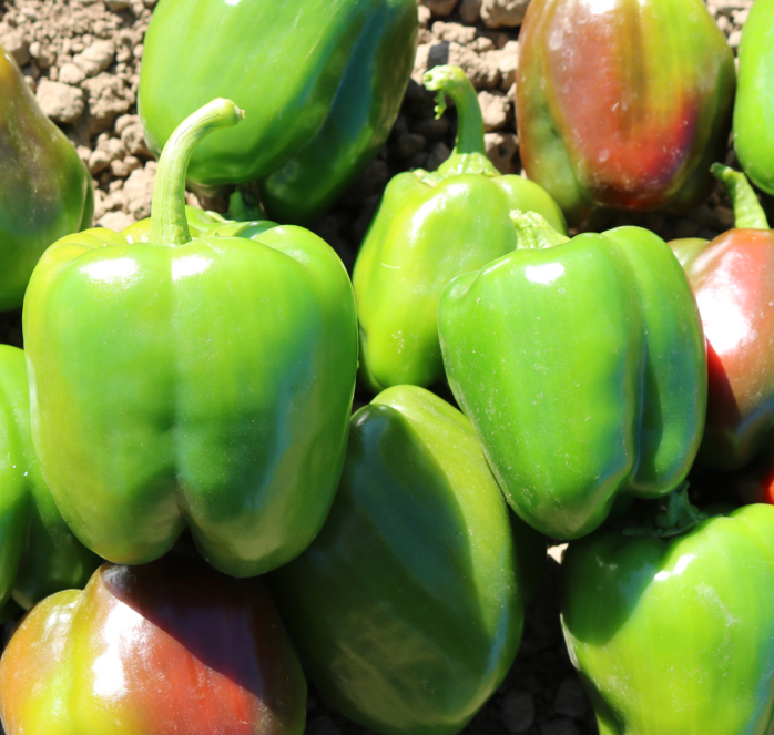 Bulk: Aristotle X3R Hybrid Sweet Bell Pepper Seeds
