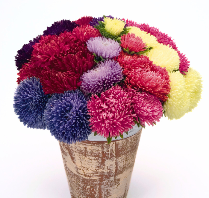 aster flower seeds online Gala Mix Aster Seeds — Seeds 'n Such