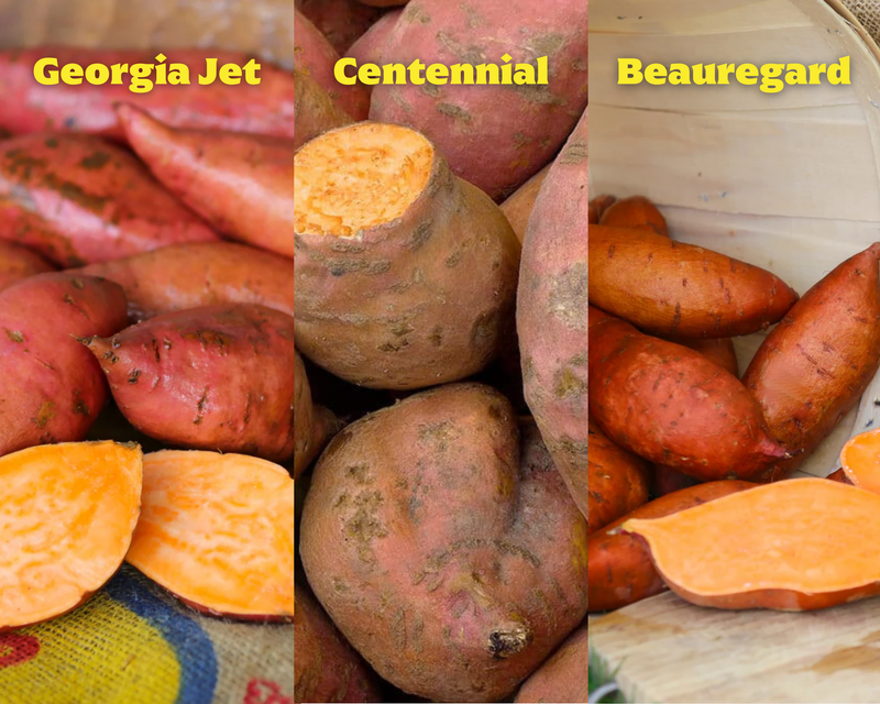 Northern Gardener Collection Sweet Potato Plants