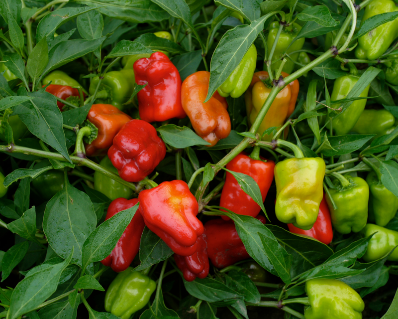 Cajun Belle Hybrid Bell Pepper Seeds