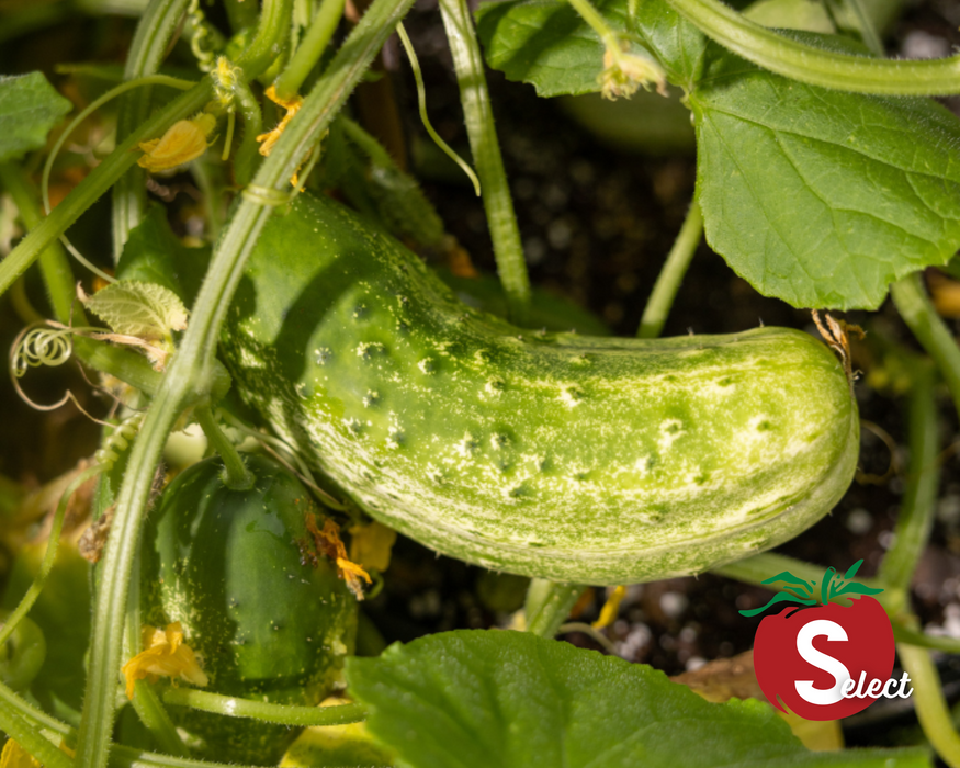 Homemade Pickles Cucumber Seeds