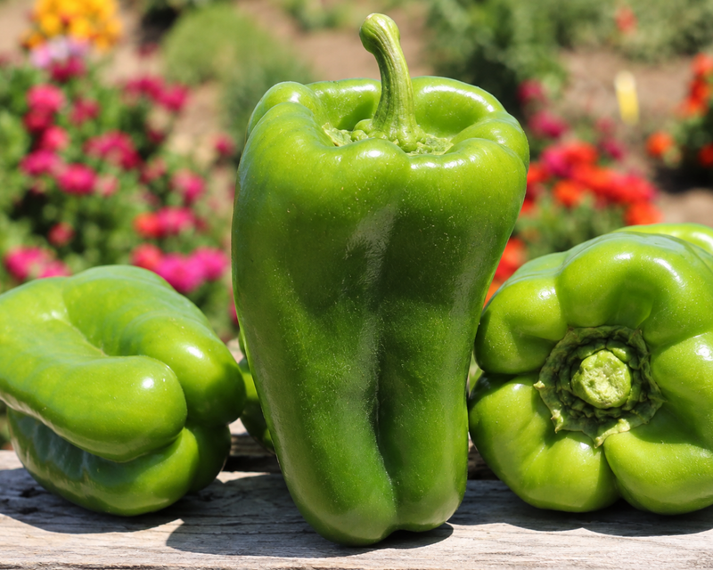 Big Bertha Hybrid Pepper Seeds