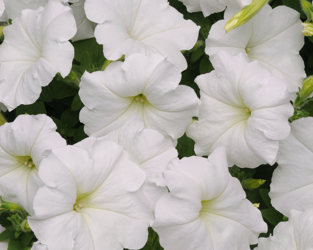 Easy Wave® White Hybrid Spreading Petunia Seeds