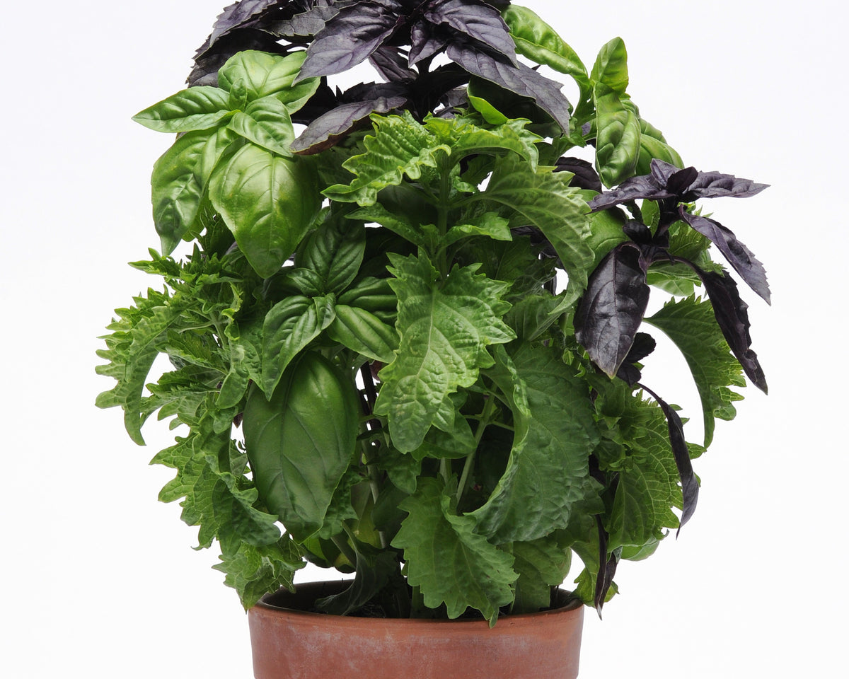 SimplyHerbs Try Basil Basil Seeds