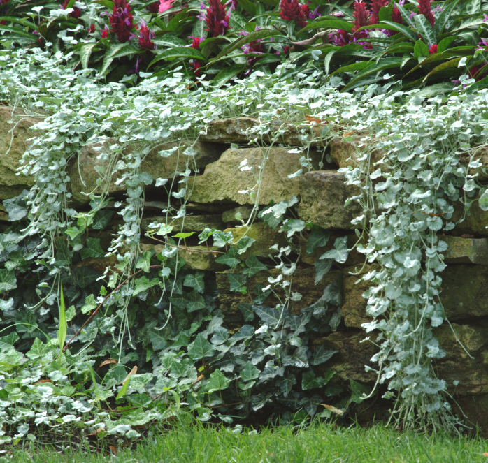 Silver Falls Dichondra Seeds — Seeds 'n Such