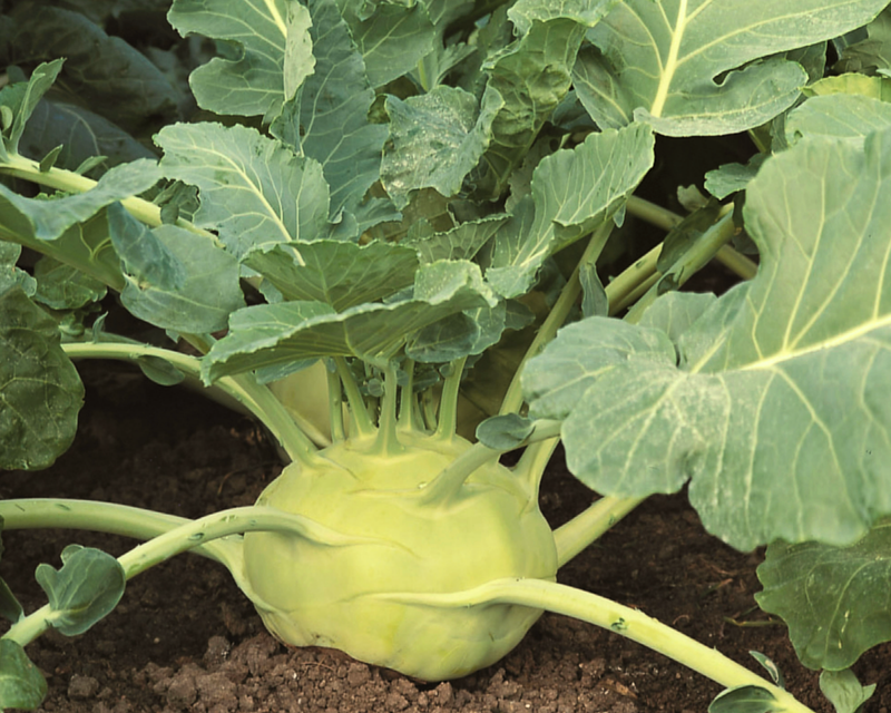 planting kohlrabi seeds Kossak Hybrid Kohlrabi Seeds