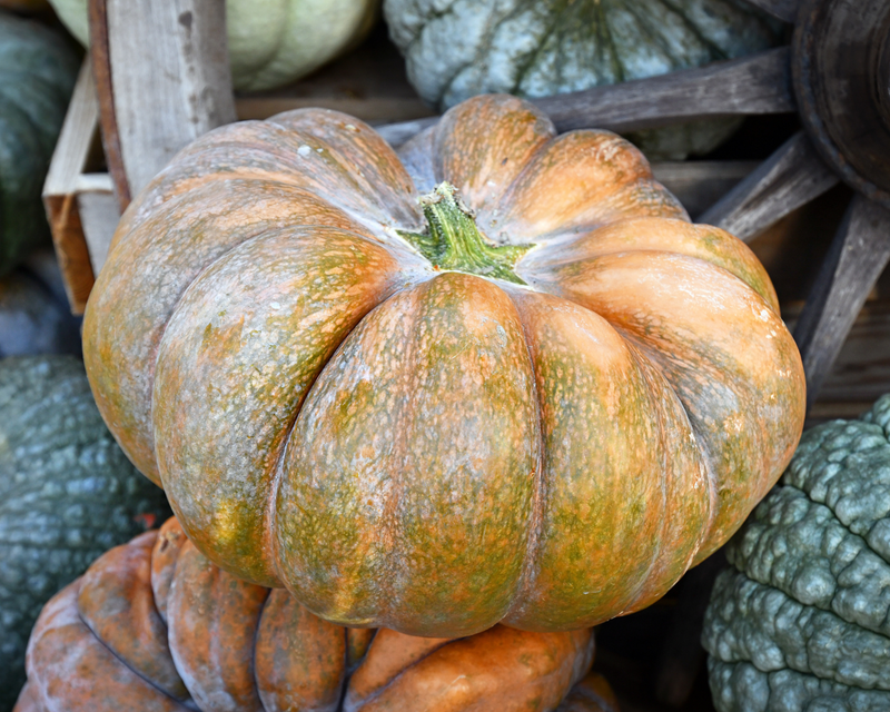 Musquee de Provence Pumpkin Seeds