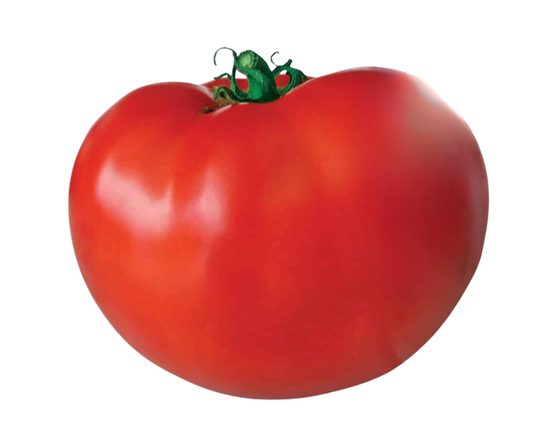 Bulk: Original Blue Ribbon Hybrid VFFNTASt Tomato Seeds