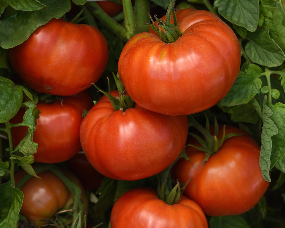 Fresh Eating