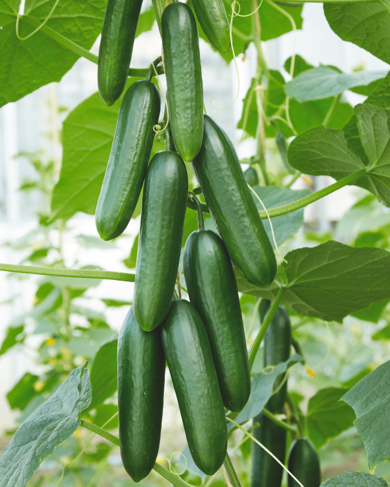 Bulk: Snack Hybrid Cucumber Seeds