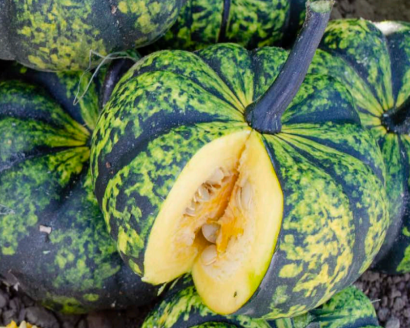 Phantomita Hybrid Pumpkin Seeds