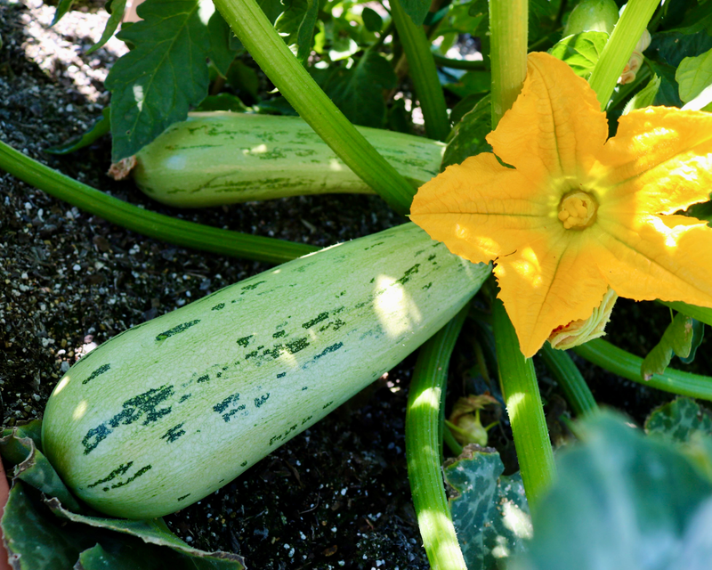 Bossa Nova Hybrid Summer Squash Seeds