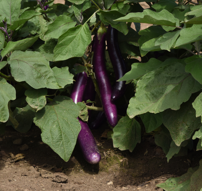 Bulk: Asian Delight Hybrid Eggplant Seeds