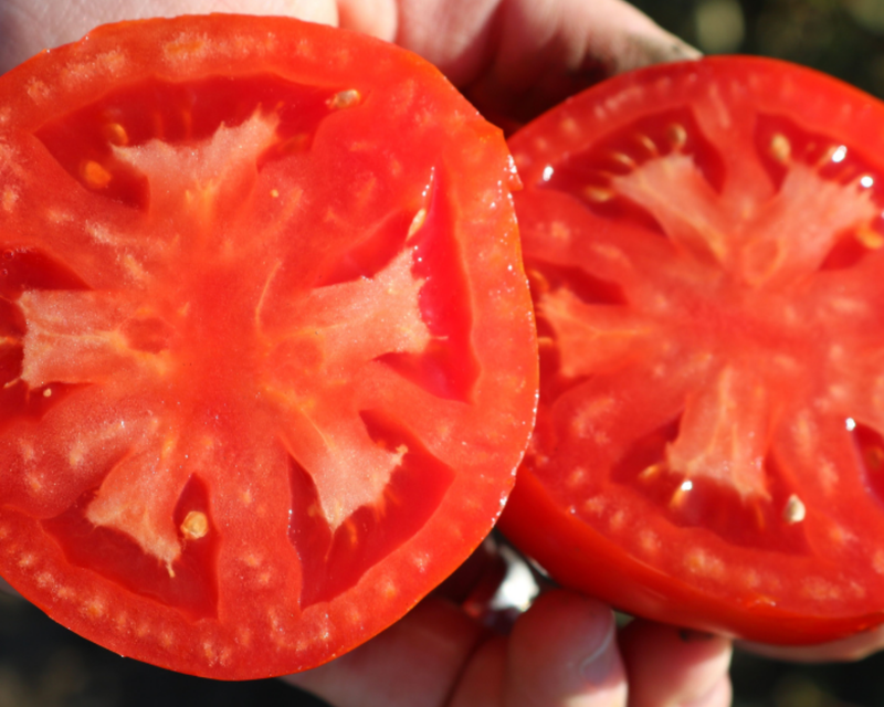 Biltmore Hybrid Tomato Seeds