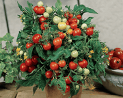 Micro Tom Tomato Seeds | The Kitchen Minis™ Collection
