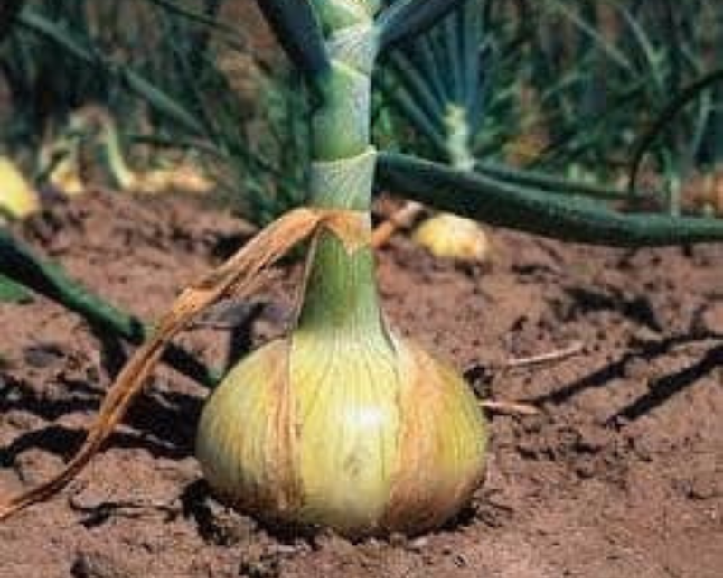 planting walla walla onions from seed Walla Walla Sweet Onion Seeds — Seeds 'n Such