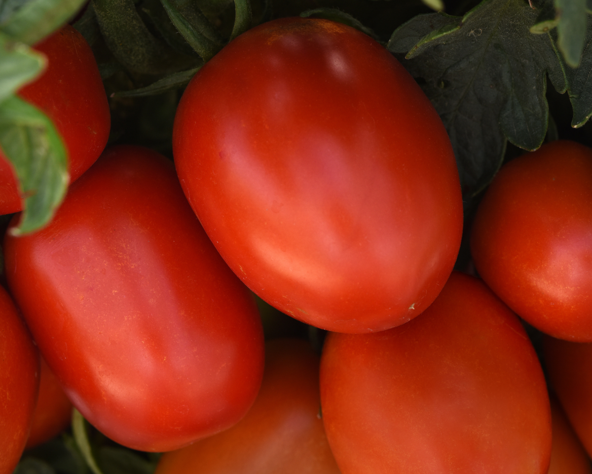 Bellatrix Hybrid Roma FFFTLb Tomato Seeds — Seeds 'n Such